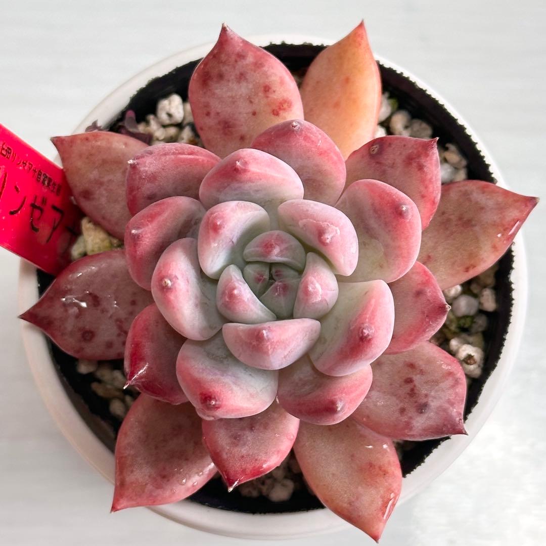 多肉植物　臼田リンゼアナ　実生苗　ポットごと発送いたします！