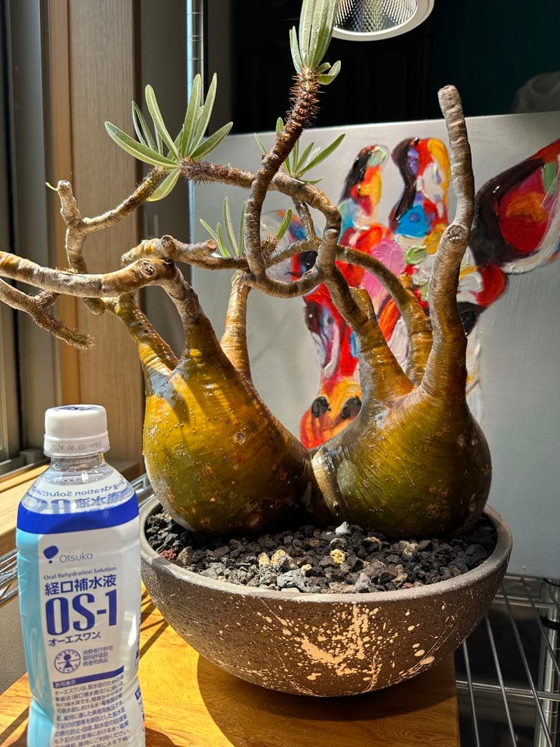 パキポディウム グラキリス 2頭 枝ぶり 赤肌 現地球 発根済 良型 ボタナイズ