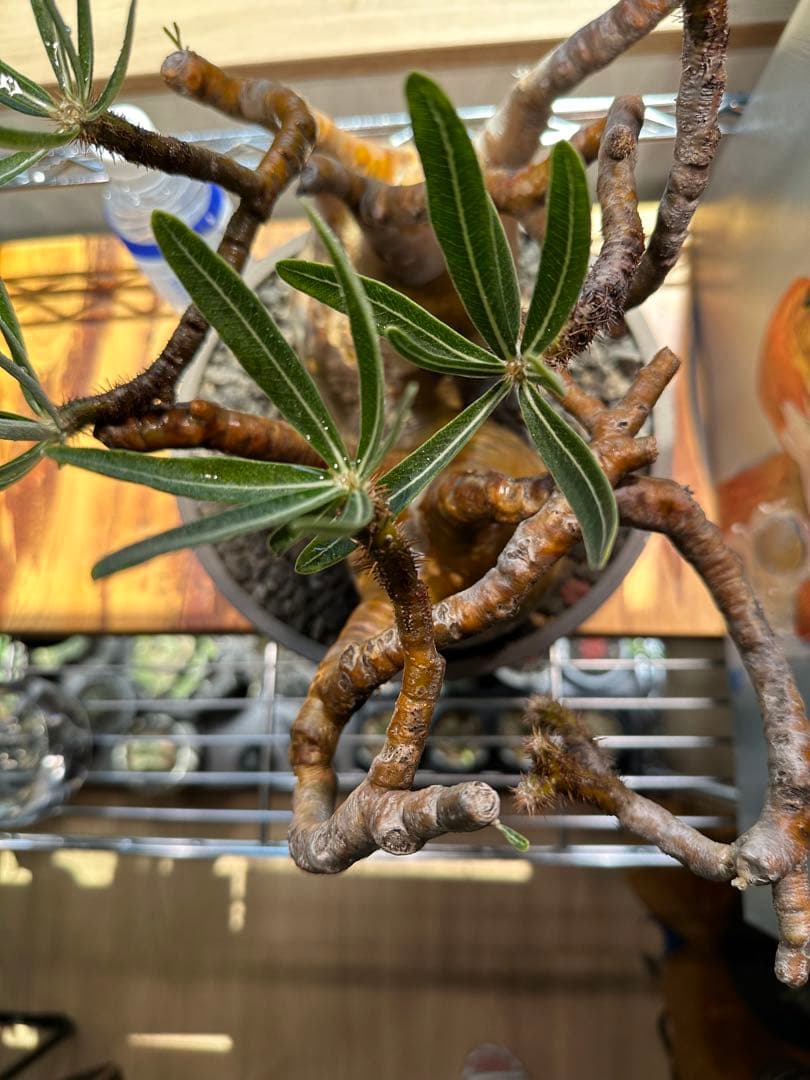 パキポディウム グラキリス 2頭 枝ぶり 赤肌 現地球 発根済 良型 ボタナイズ