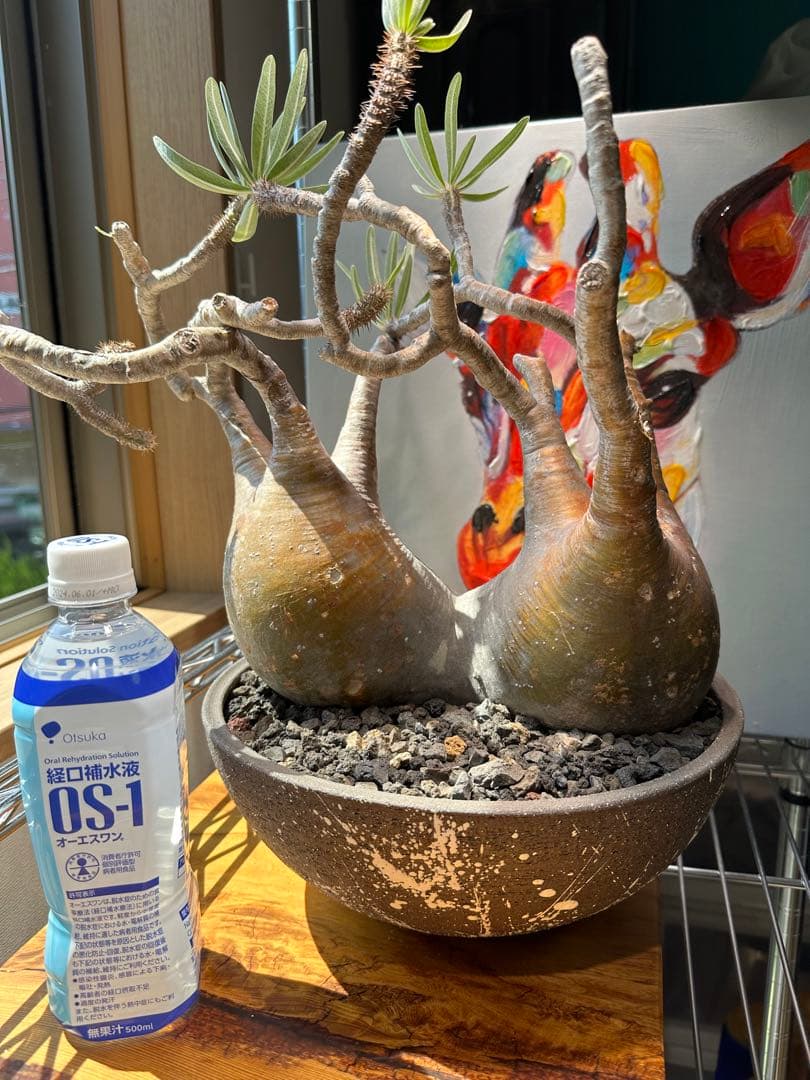 パキポディウム グラキリス 2頭 枝ぶり 赤肌 現地球 発根済 良型 ボタナイズ