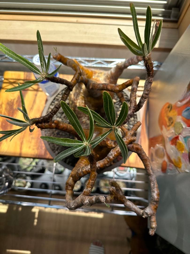 パキポディウム グラキリス 2頭 枝ぶり 赤肌 現地球 発根済 良型 ボタナイズ