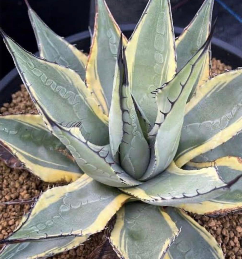 アガベ Agave parryi ssp neomexicana Sunspot 265