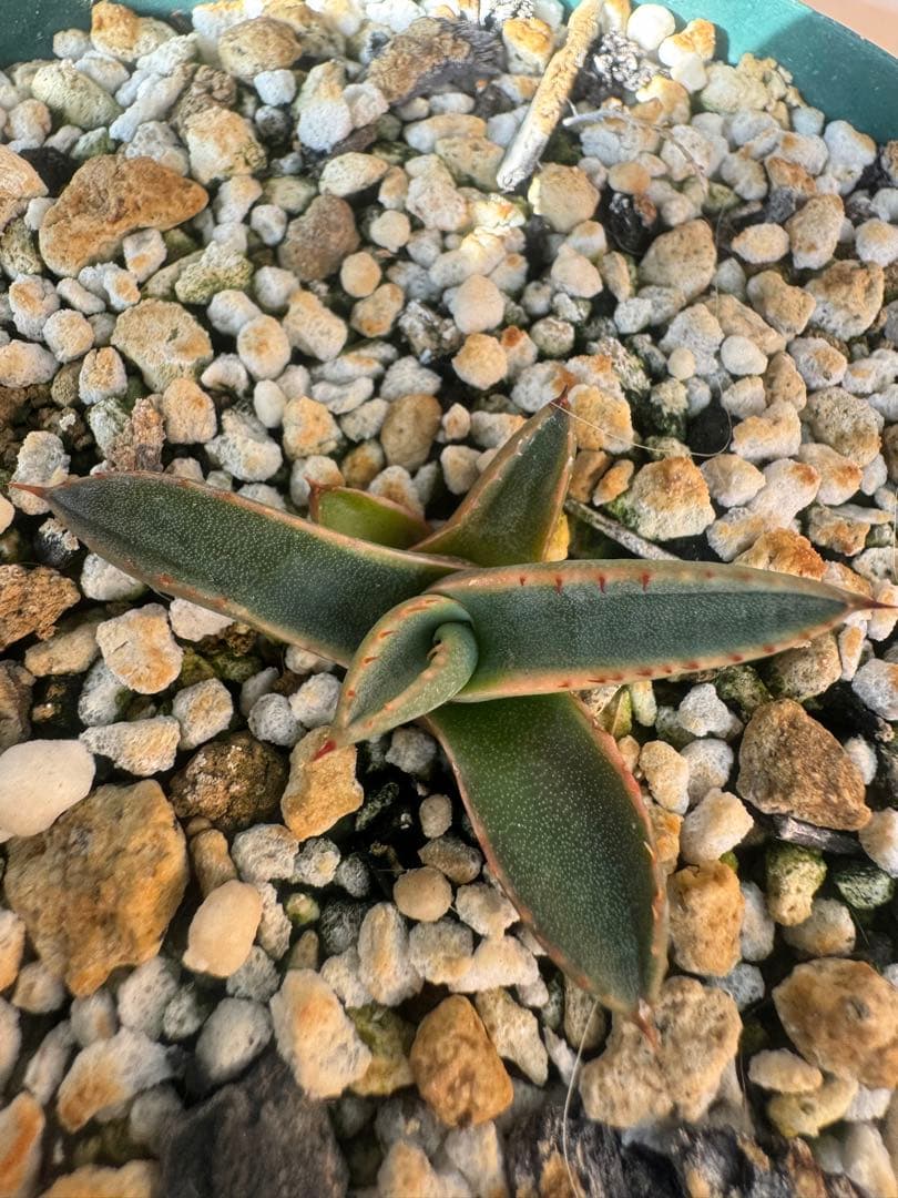 アガベ Agave parryi ssp neomexicana Sunspot 265