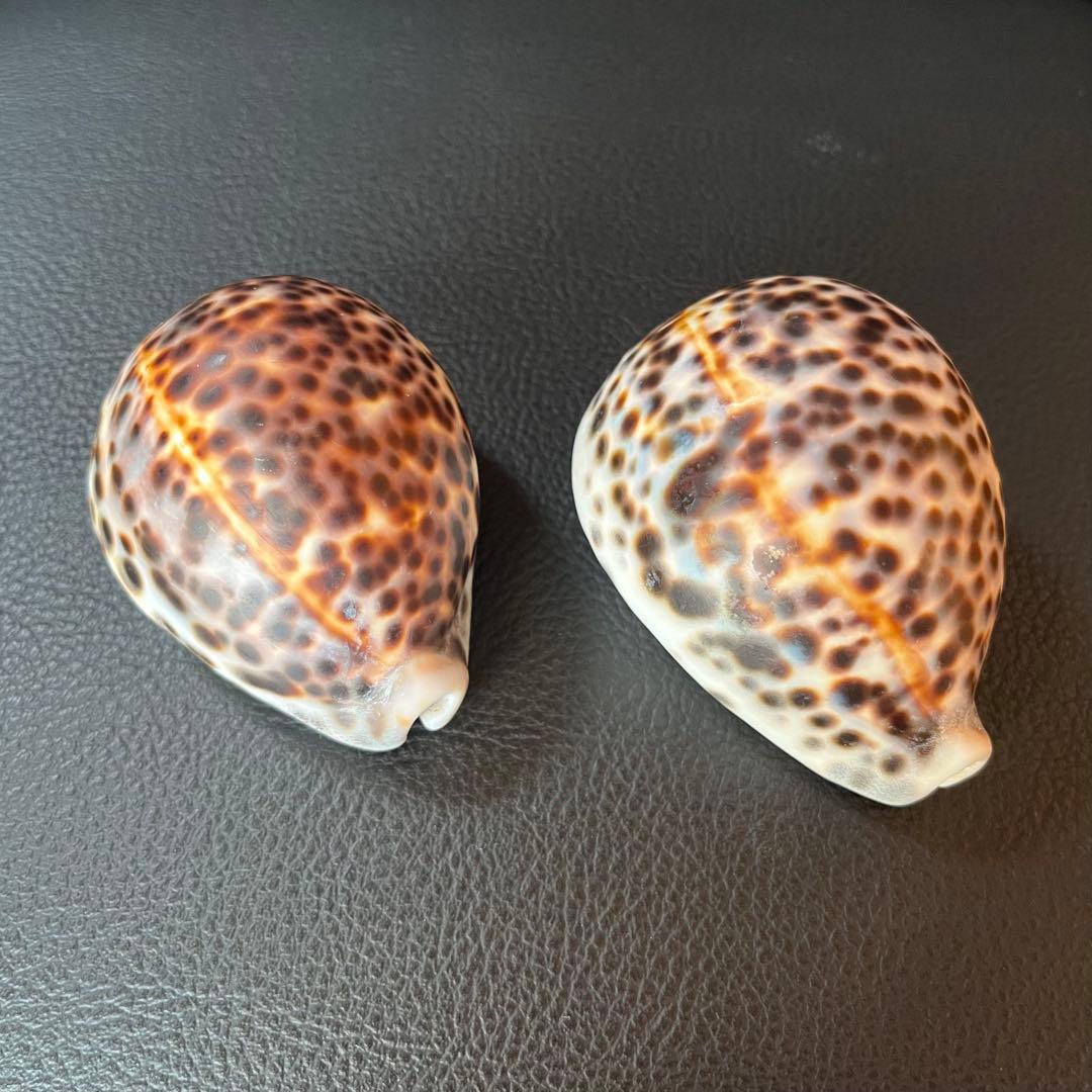 タカラガイ（ハワイホシダカラ？）2個セット　インテリアに