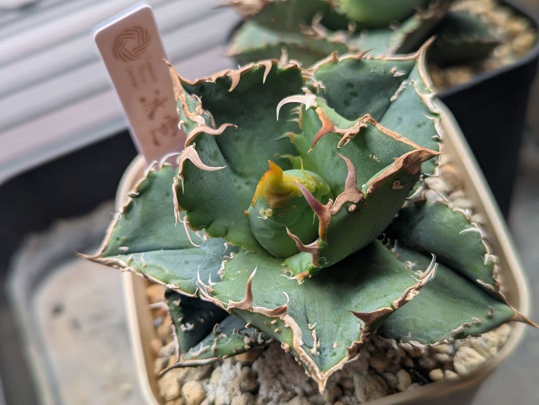 チタノタ「冰雹」極美 チビから育成中 タグ・鉢ごと発送