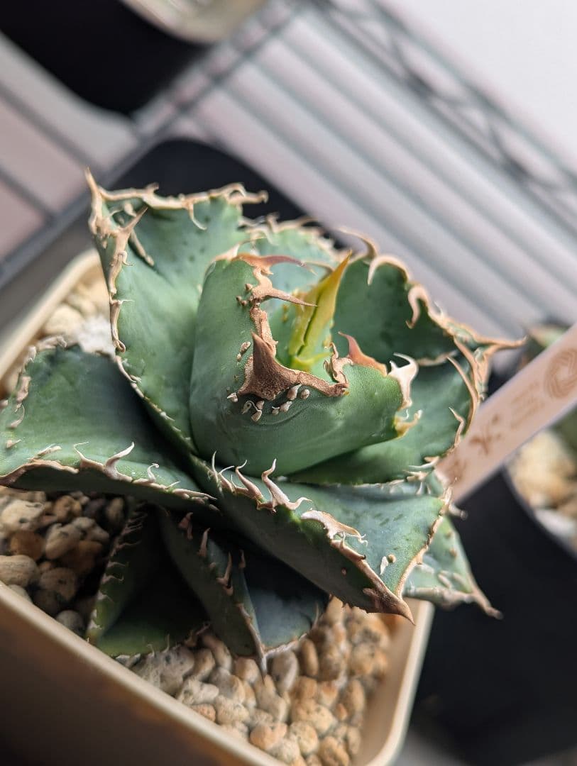 チタノタ「冰雹」極美 チビから育成中 タグ・鉢ごと発送