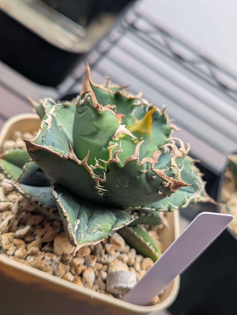 チタノタ「冰雹」極美 チビから育成中 タグ・鉢ごと発送