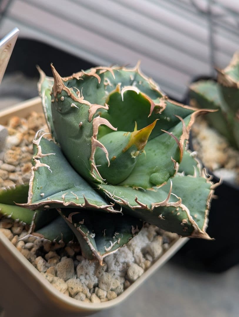 チタノタ「冰雹」極美 チビから育成中 タグ・鉢ごと発送