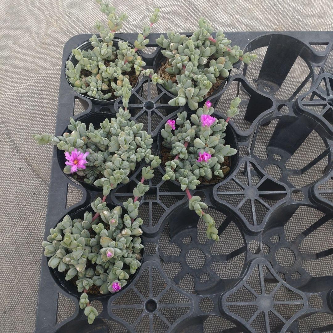 カクタ精工さん専用