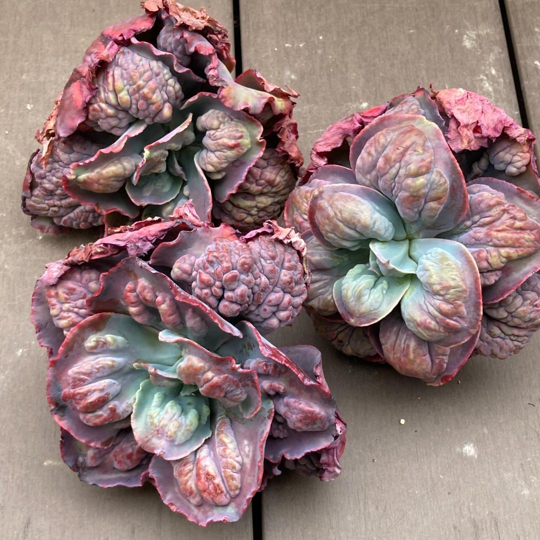 エケベリア　韓国苗　超特大　パープルスプリングドリーム　多肉植物　ポコ多肉