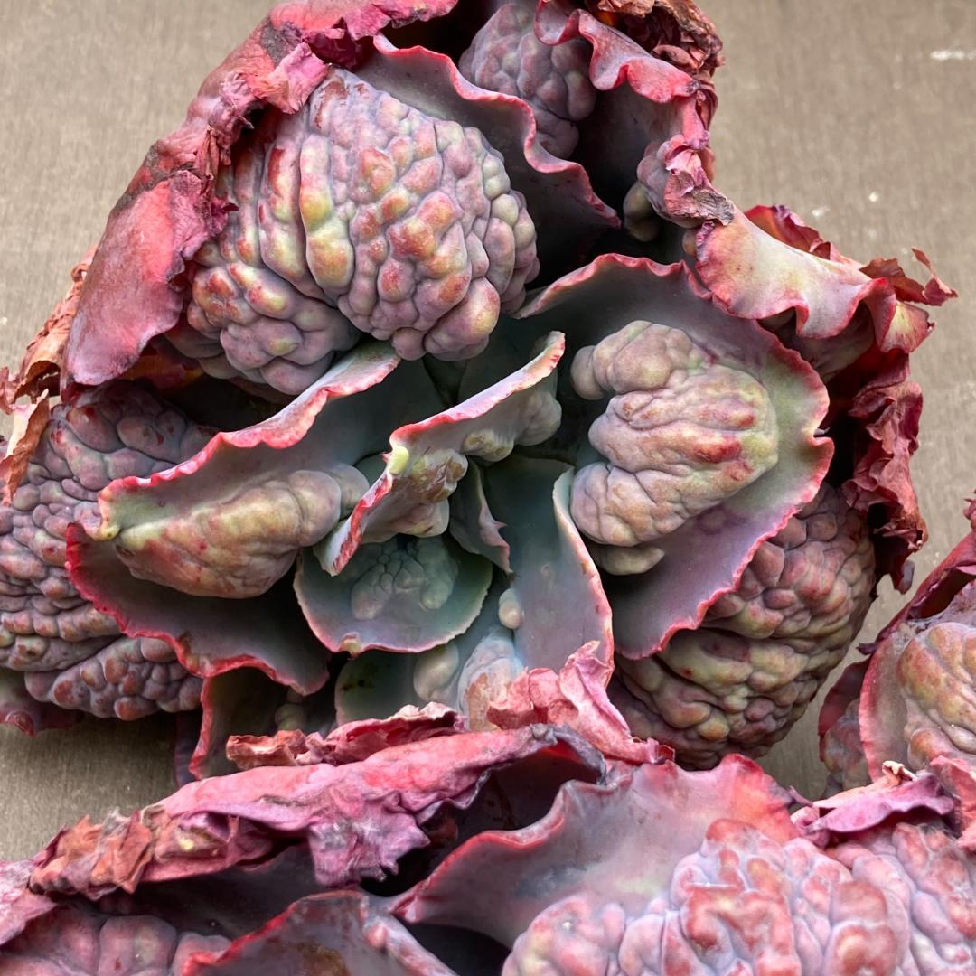 エケベリア　韓国苗　超特大　パープルスプリングドリーム　多肉植物　ポコ多肉