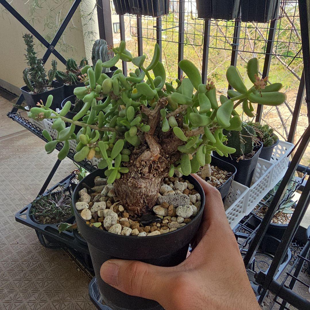 ケラリアピグマエア　美フォルム　現地球