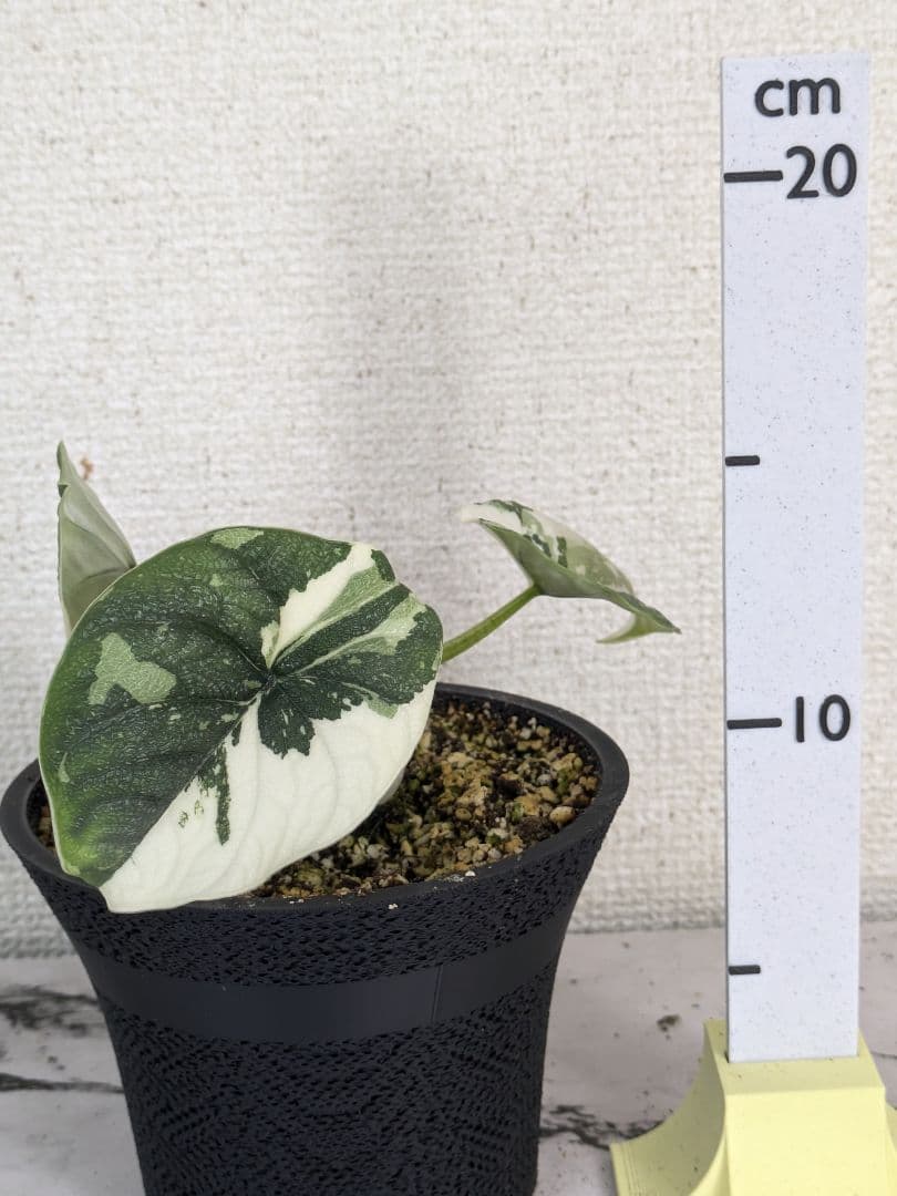 アロカシア　メロ　アルボ（白斑入り）