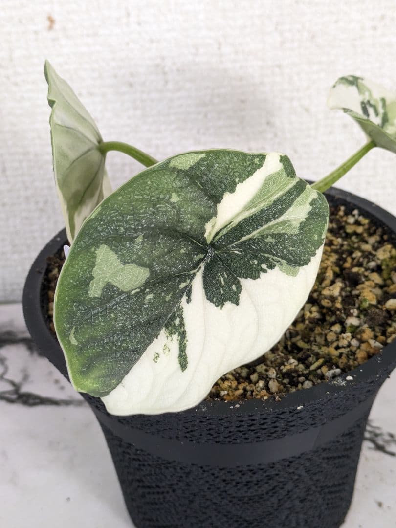 アロカシア　メロ　アルボ（白斑入り）