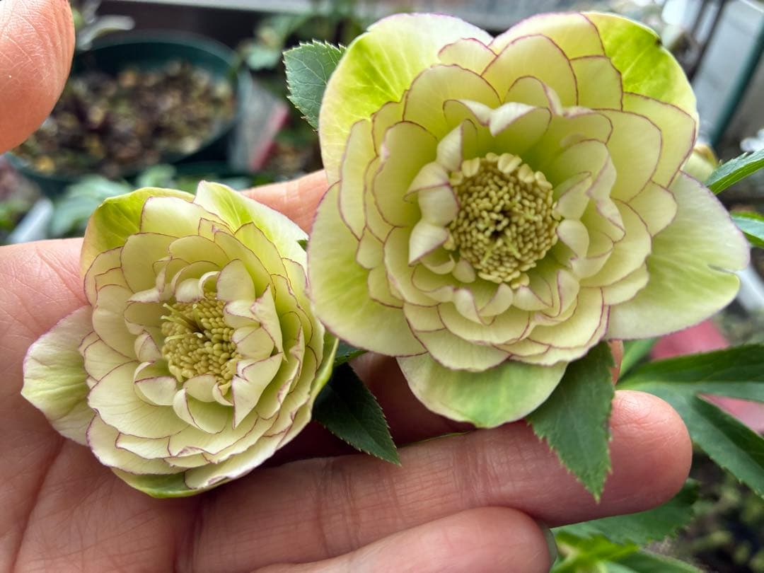 淡い緑色の八重咲き花