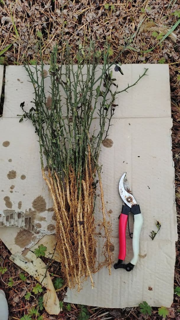 数量限定販売企画！カラタチ台木１００本＋α（枯れ保証分）