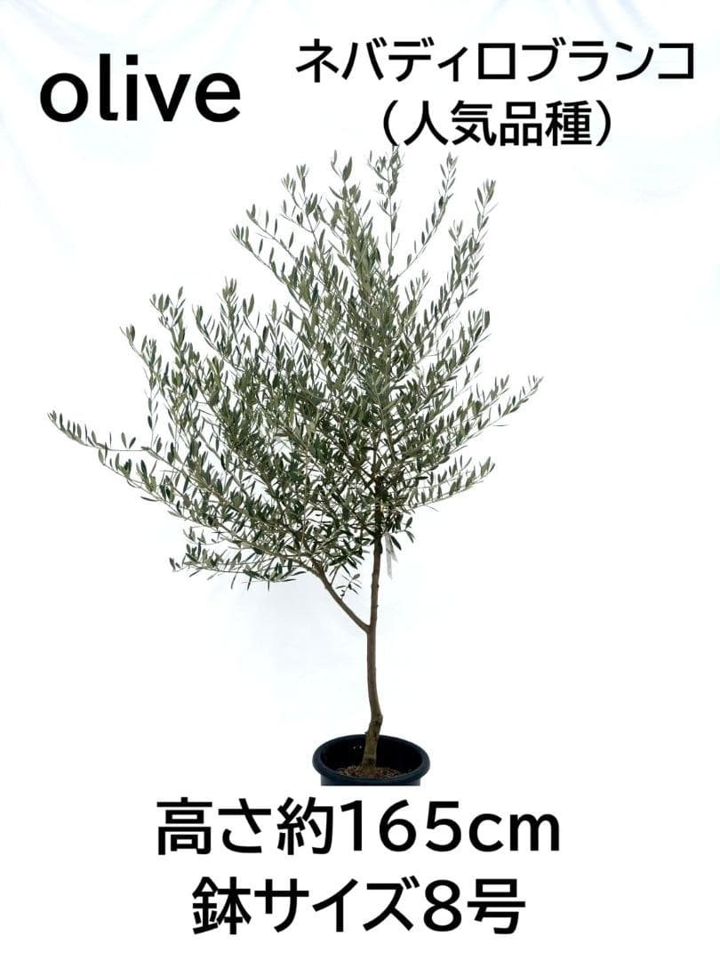 オリーブの木　ネバディロブランコ　8号　約165cm　NO.863　人気　現品