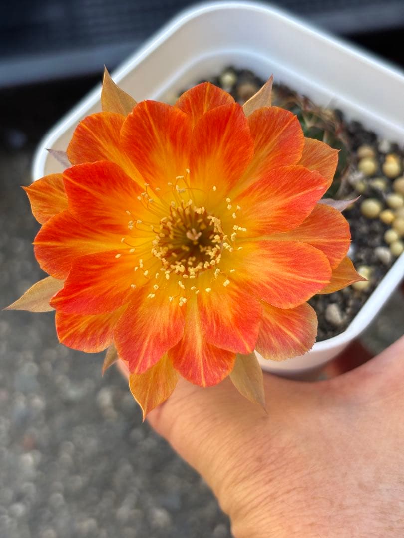 多肉植物　花サボテン　ロビビア属　L-33