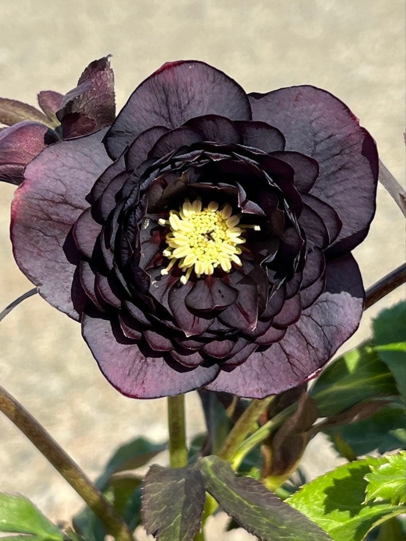 夕*え様 ❤️開花株❤️根パンパン❤️ワサワサ新葉元気株3236⭐️黒⭐️２段美