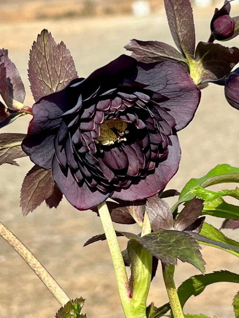 夕*え様 ❤️開花株❤️根パンパン❤️ワサワサ新葉元気株3236⭐️黒⭐️２段美