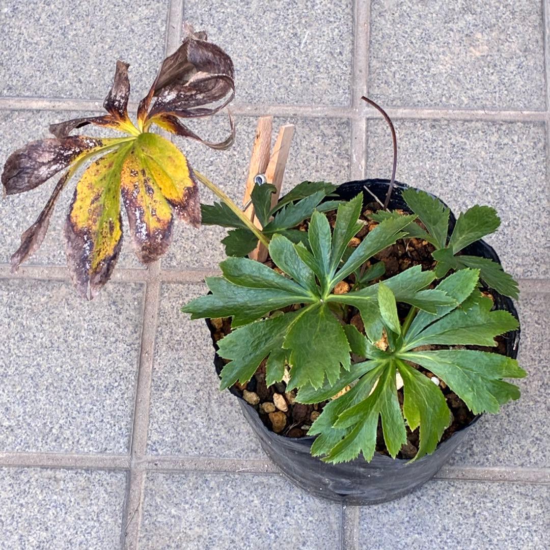 夕*え様 ❤️開花株❤️根パンパン❤️ワサワサ新葉元気株3236⭐️黒⭐️２段美