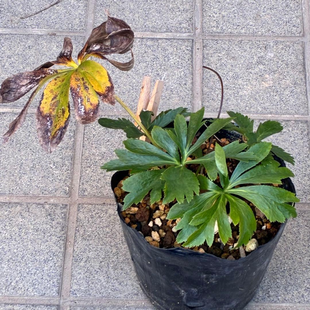 夕*え様 ❤️開花株❤️根パンパン❤️ワサワサ新葉元気株3236⭐️黒⭐️２段美