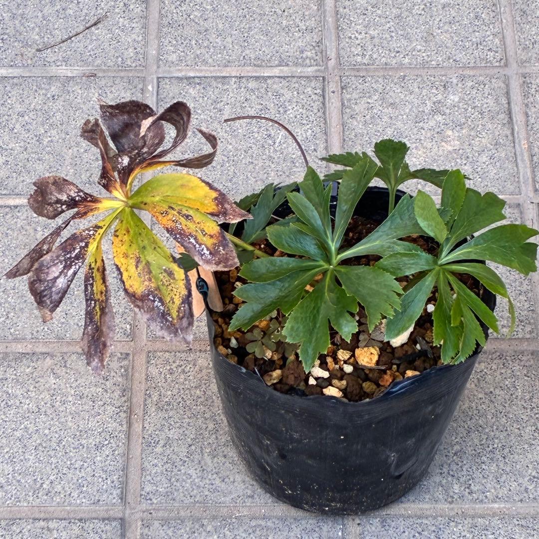 夕*え様 ❤️開花株❤️根パンパン❤️ワサワサ新葉元気株3236⭐️黒⭐️２段美