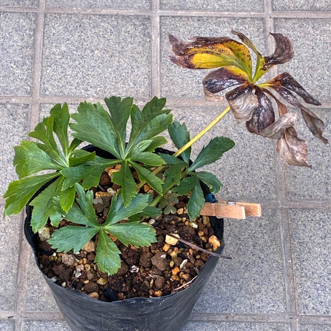 夕*え様 ❤️開花株❤️根パンパン❤️ワサワサ新葉元気株3236⭐️黒⭐️２段美