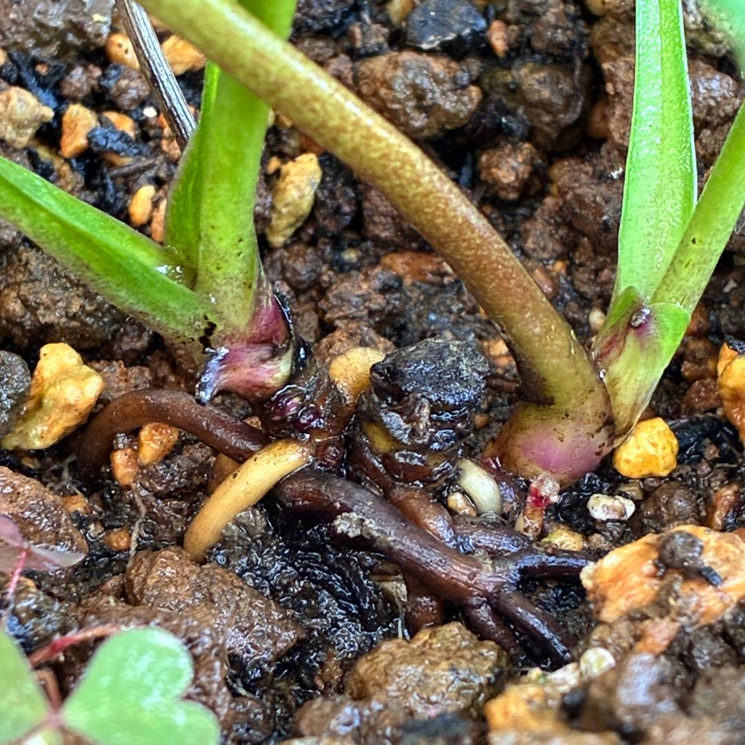 夕*え様 ❤️開花株❤️根パンパン❤️ワサワサ新葉元気株3236⭐️黒⭐️２段美