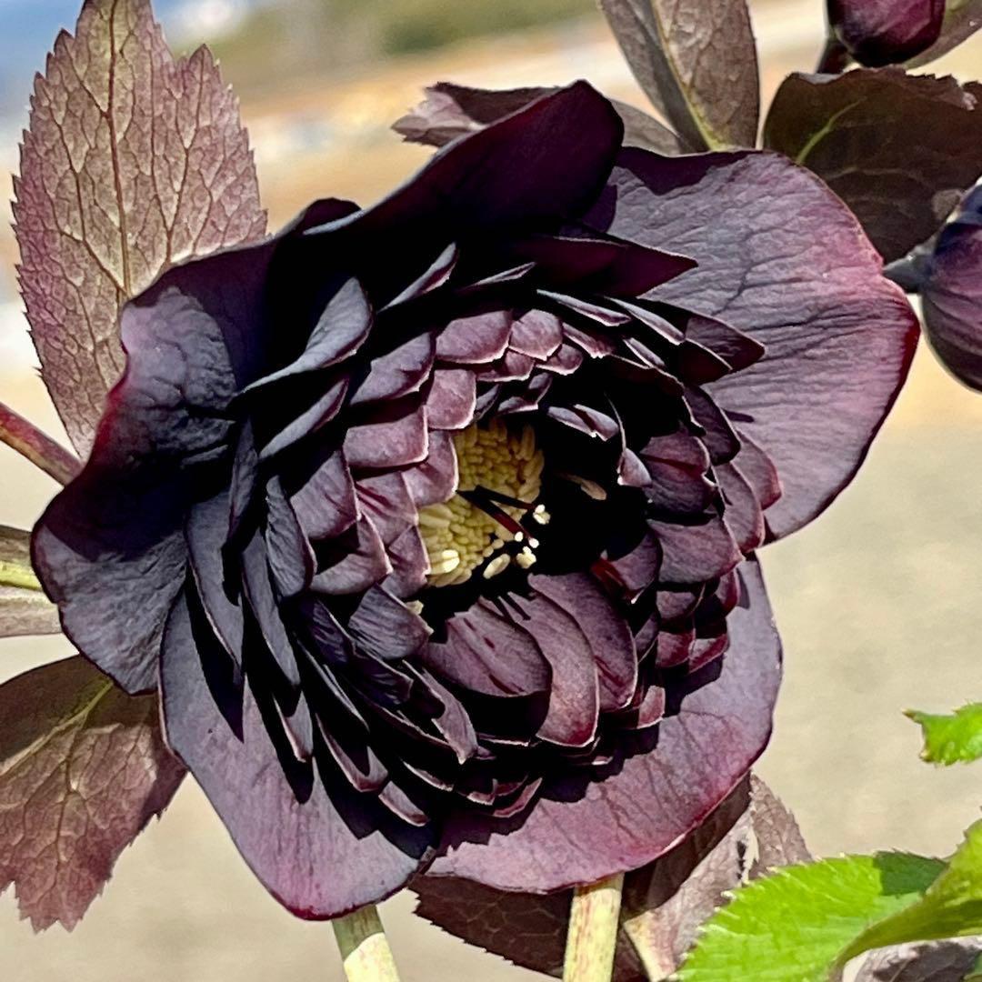 夕*え様 ❤️開花株❤️根パンパン❤️ワサワサ新葉元気株3236⭐️黒⭐️２段美