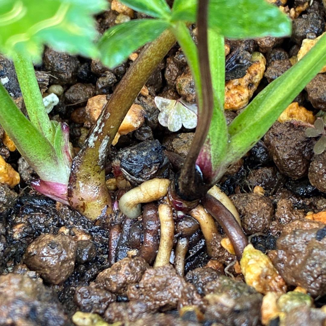 夕*え様 ❤️開花株❤️根パンパン❤️ワサワサ新葉元気株3236⭐️黒⭐️２段美