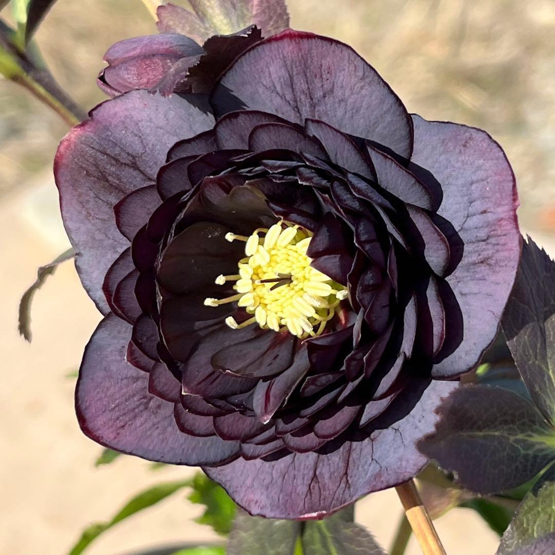 夕*え様 ❤️開花株❤️根パンパン❤️ワサワサ新葉元気株3236⭐️黒⭐️２段美