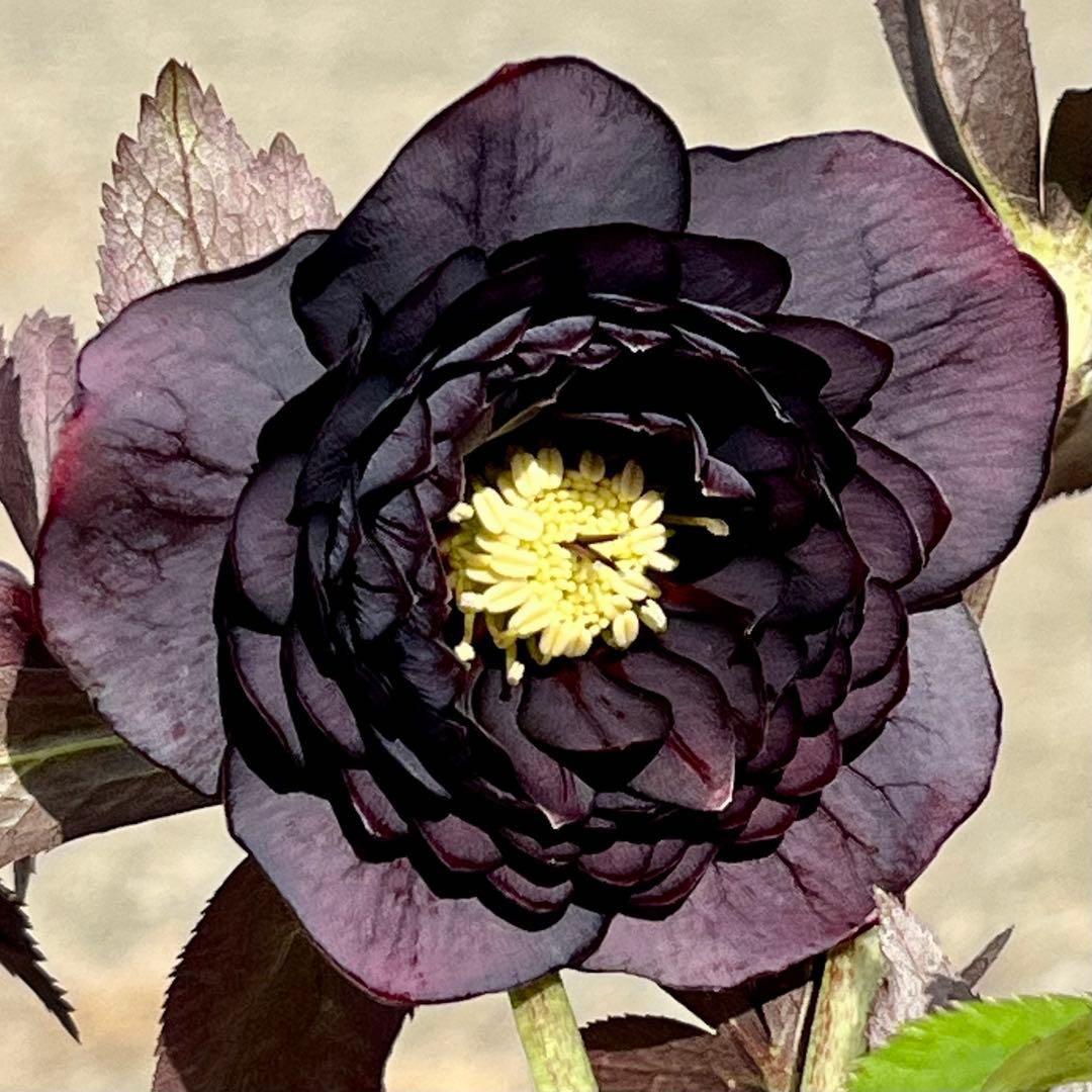 夕*え様 ❤️開花株❤️根パンパン❤️ワサワサ新葉元気株3236⭐️黒⭐️２段美