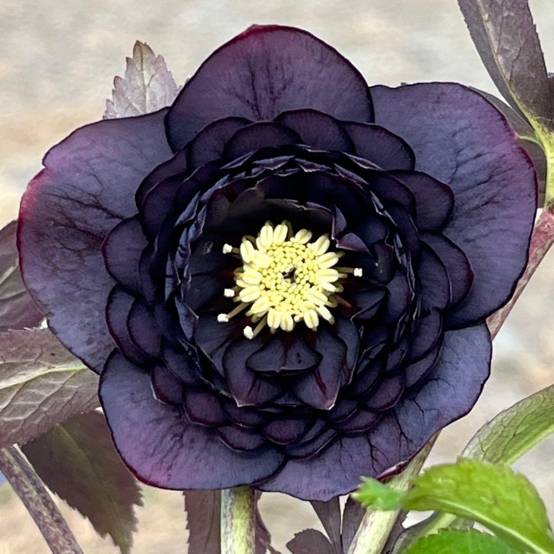 夕*え様 ❤️開花株❤️根パンパン❤️ワサワサ新葉元気株3236⭐️黒⭐️２段美