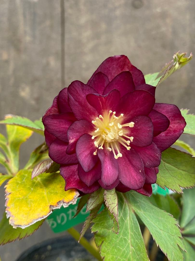 紅　大木ナーセリー