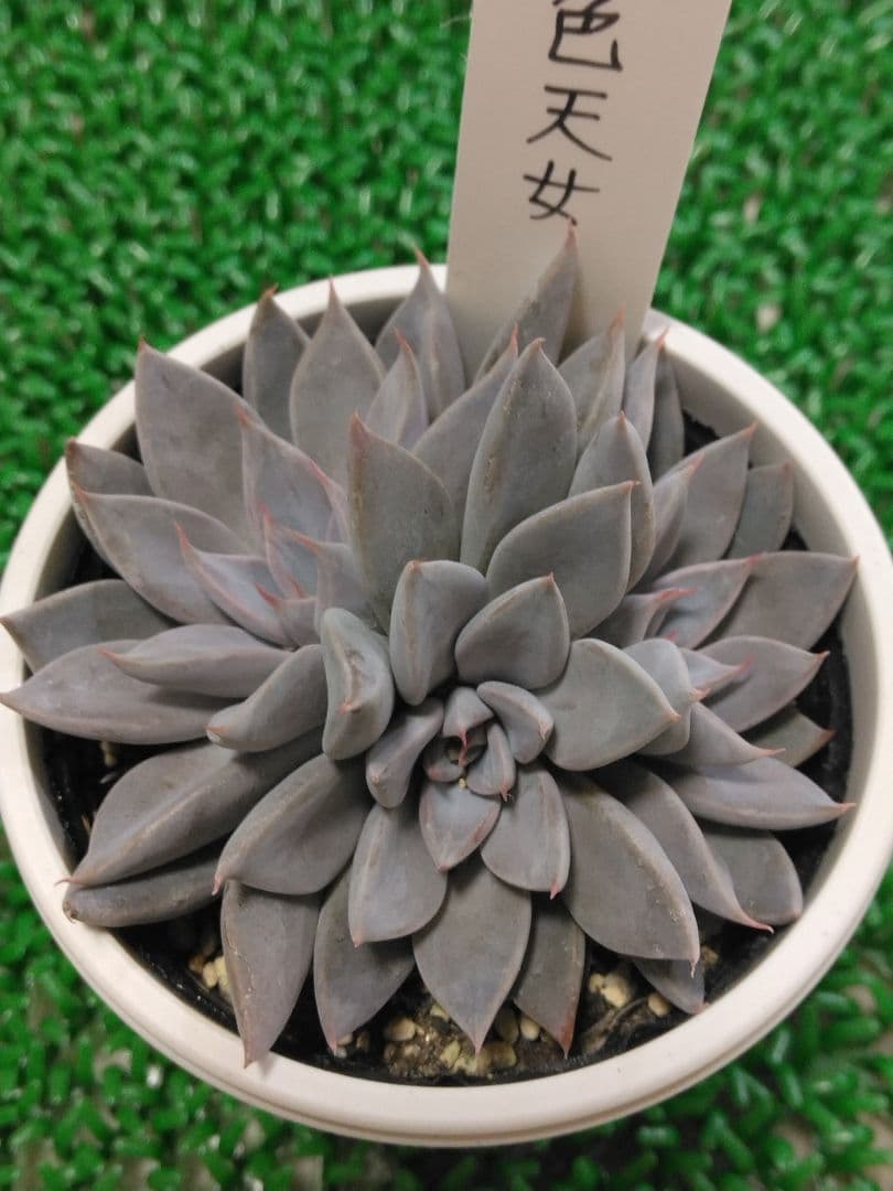 ‬*☆様 【O’s PLANTS】藤色天女【札付き】群生