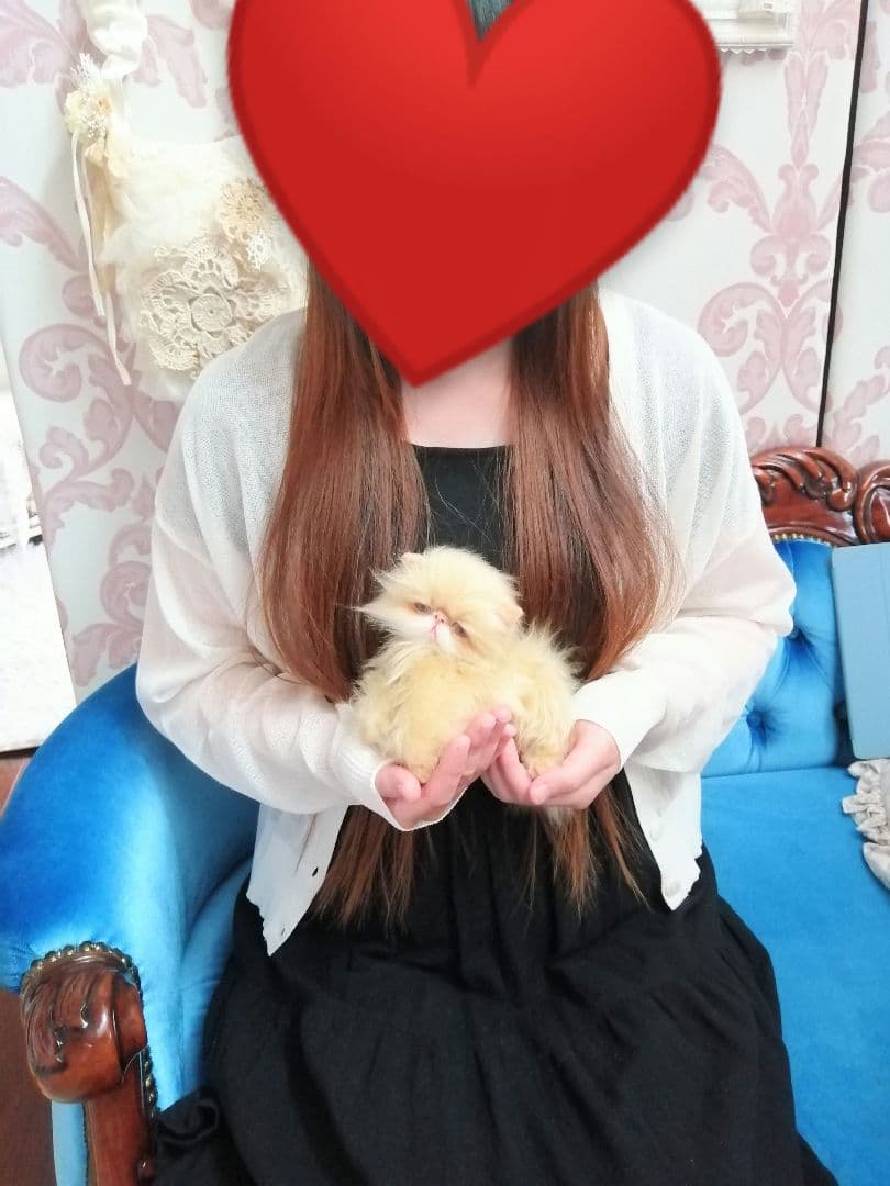 ふにゃっくた♡やわにゃわ♡エキゾチック子猫ちゃん♡アートドール♡ぬいぐるみ♡