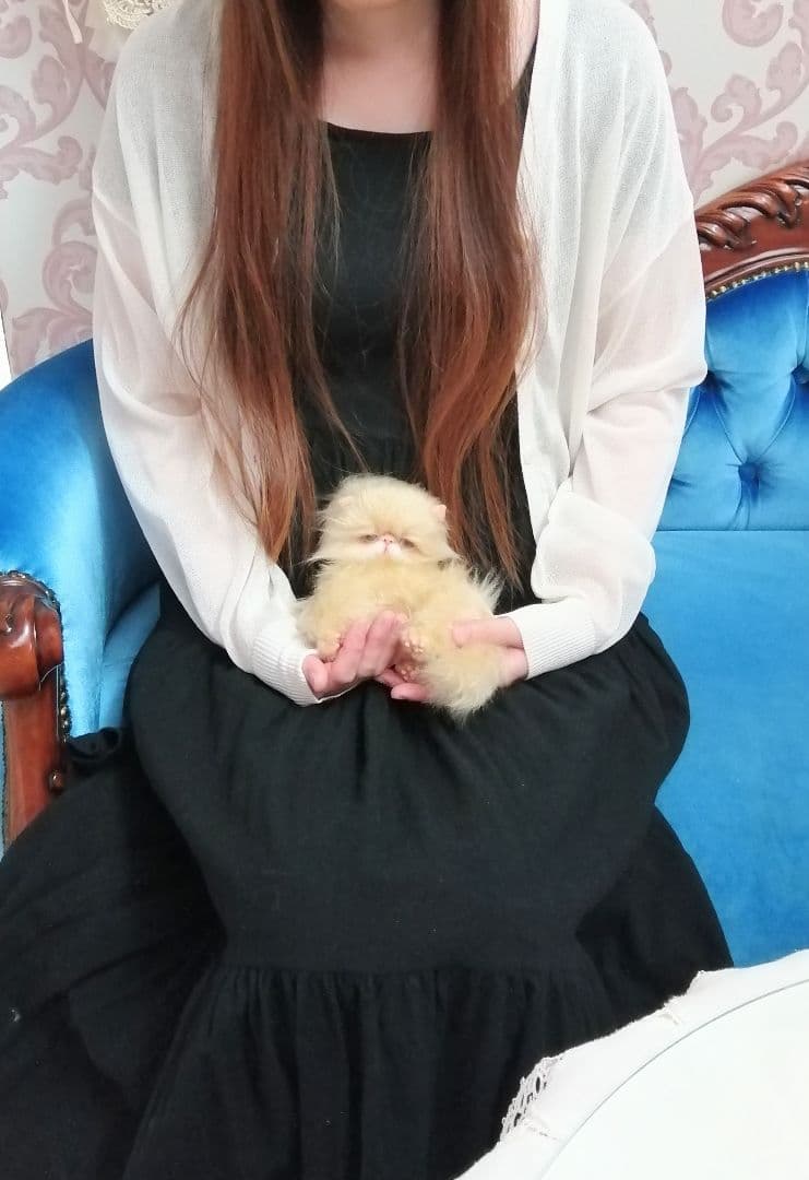 ふにゃっくた♡やわにゃわ♡エキゾチック子猫ちゃん♡アートドール♡ぬいぐるみ♡