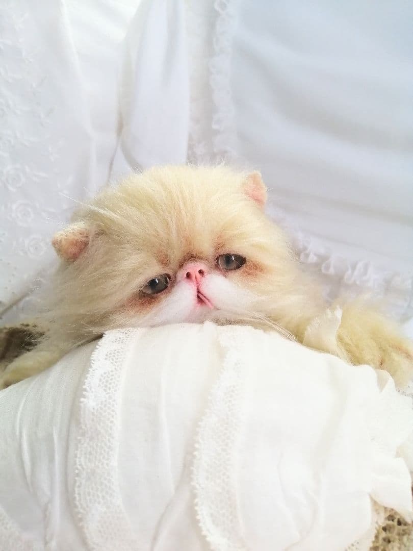 ふにゃっくた♡やわにゃわ♡エキゾチック子猫ちゃん♡アートドール♡ぬいぐるみ♡