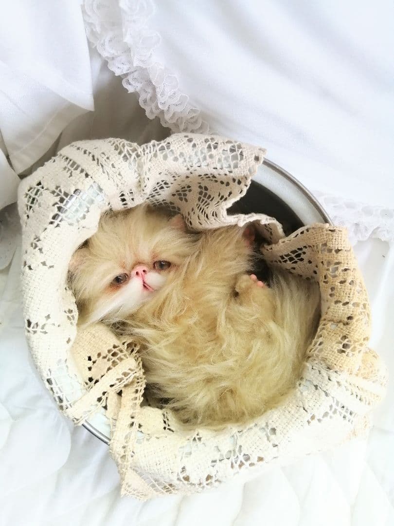 ふにゃっくた♡やわにゃわ♡エキゾチック子猫ちゃん♡アートドール♡ぬいぐるみ♡