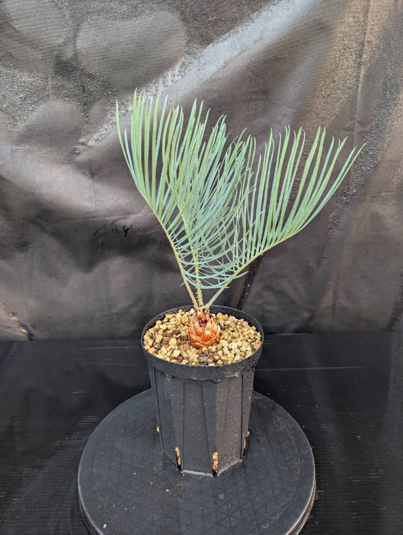 決算創業祭 お買い得 サイカスカイルンシアナ 3