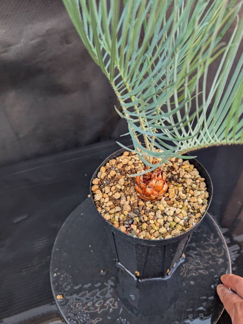 決算創業祭 お買い得 サイカスカイルンシアナ 3