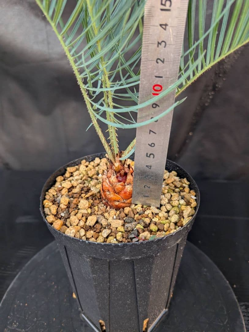 決算創業祭 お買い得 サイカスカイルンシアナ 3