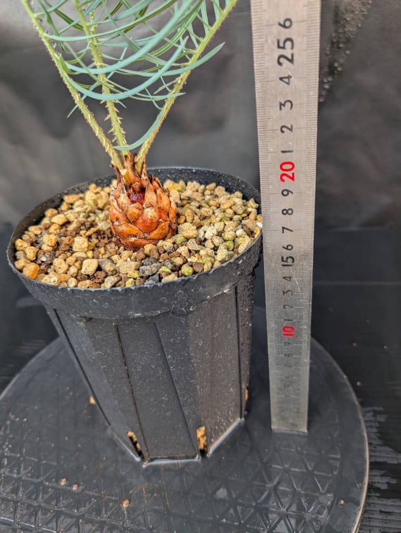 決算創業祭 お買い得 サイカスカイルンシアナ 3