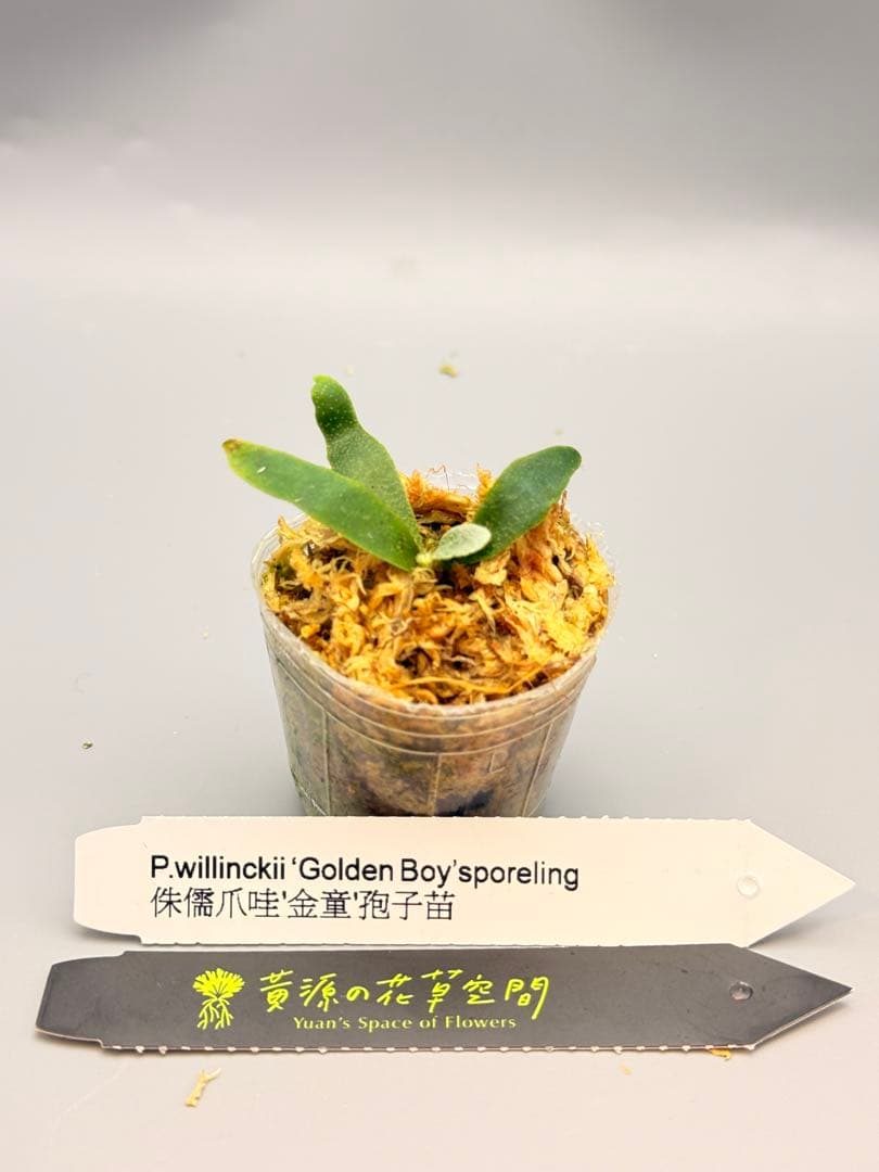 y*9様 ビカクシダ willinckii Golden Boy sporeli