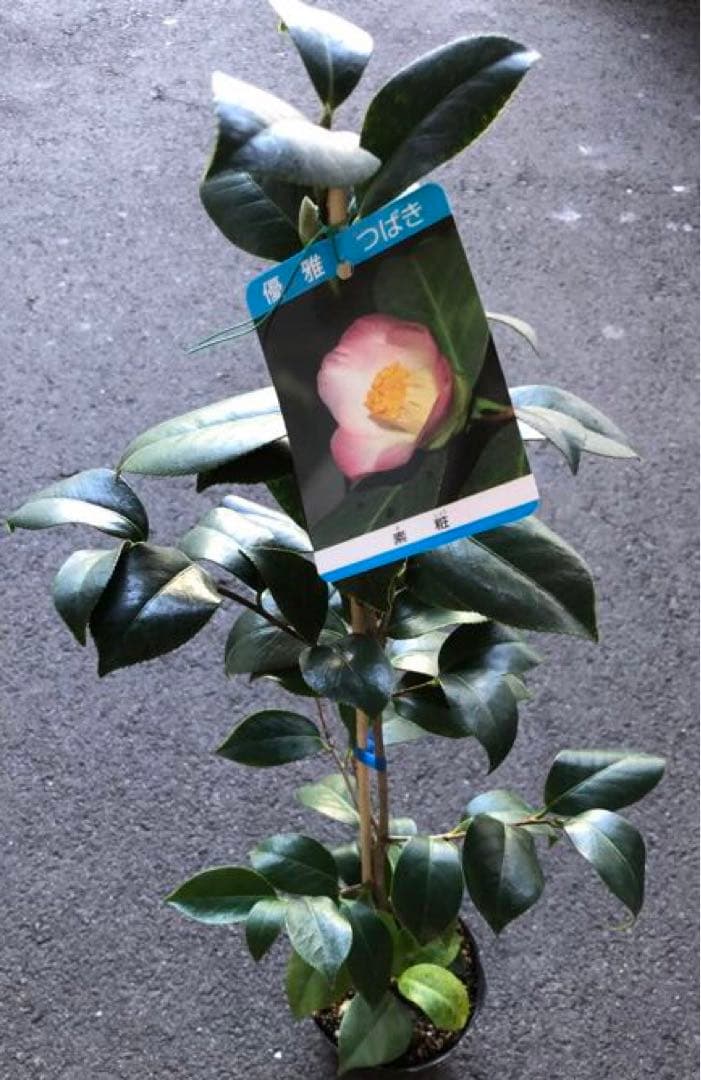 椿（ツバキ)苗　素粧（そしょう)苗木