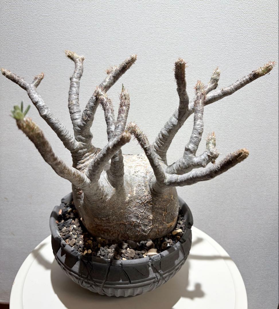 パキポディウム　グラキリス現地株　美株 ワイルドヘブン鉢植え込み