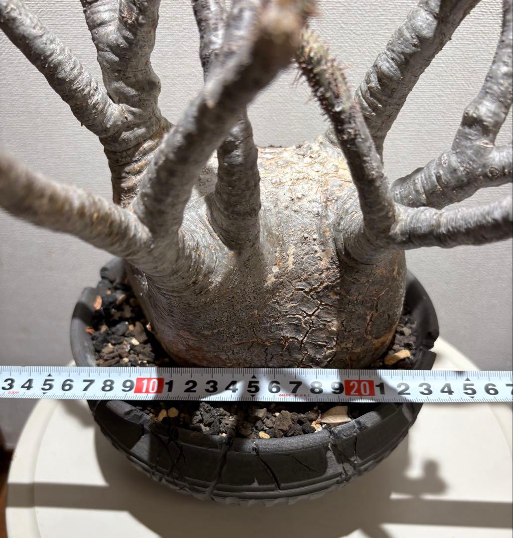 パキポディウム　グラキリス現地株　美株 ワイルドヘブン鉢植え込み