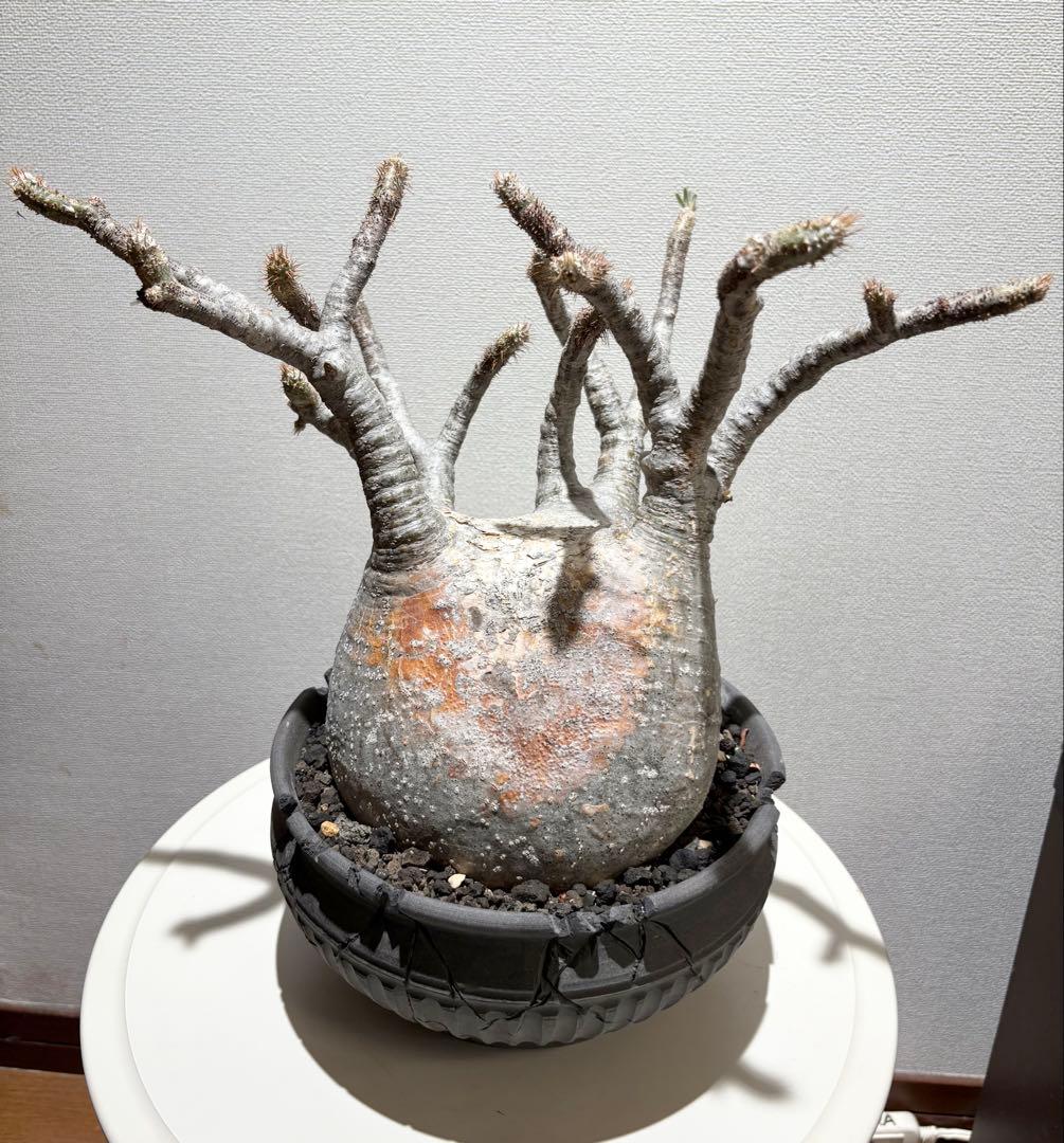 パキポディウム　グラキリス現地株　美株 ワイルドヘブン鉢植え込み