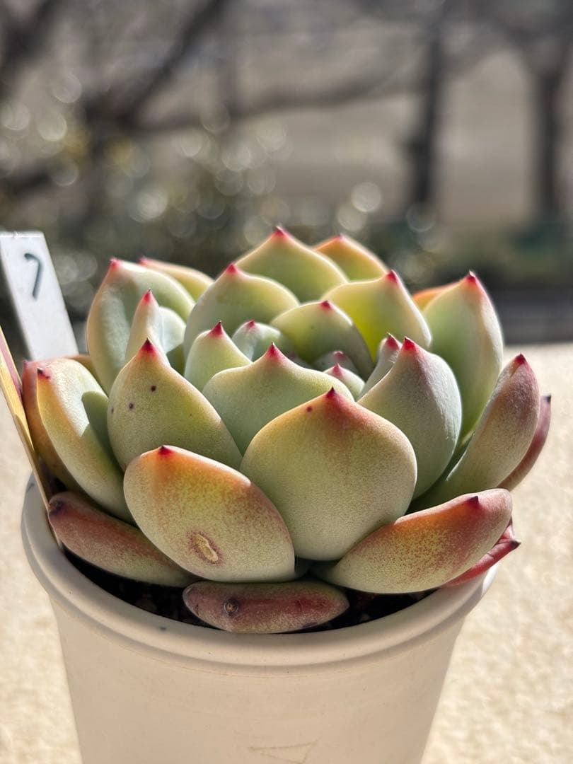 多肉　ももりん⑦ 札付き　ミックスベリア　おらいさん苗　検) 青札　ざわわ